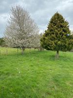 Campo, tranquilidad, relax y buenos paisajes - B&B Osorno