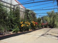 El Aceitón - Chambres d’hôtes Cortegana