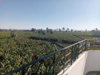 Banana Guest House - B&B Lúxor