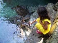 Baraka Aquarium Bungalows - B&B Nungwi