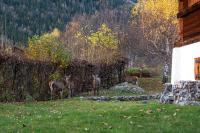 Chalet la Pagode, vue Mont-Blanc et jardin privé - B&B Chamonix-Mont-Blanc