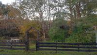 Rowan cottage - B&B