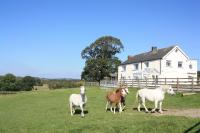 Cob Cottage - B&B Tregaron