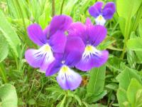 Doppel- oder Zweibettzimmer