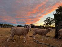 Two bedrooms Escape to Countryside Retreat - B&B Wamboin