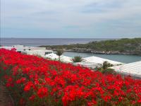 Prachtige bungalow / schitterend uniek uitzicht over baai en oceaan - B&B