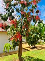 kwamapulaneng guest house - Bed and Breakfast Matrooster