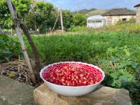 Bujtina Lubinja - Bed and Breakfast Gramsh