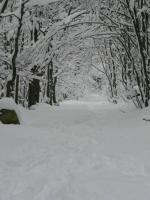 D1 Very nice studio of 1 à 4 pers 3 stars WiFi - Chambres d’hôtes Le Tholy