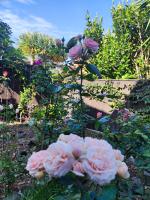 Rose house - B&B Auckland
