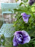 Downshire Haven - B&B