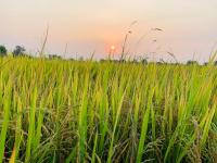 Cu Chi Boutique Countryside - Bed and Breakfast Ho Chi Minhstad