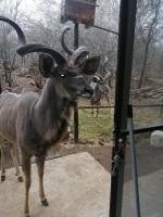 Gemsbokrus - Ferienwohnung Marloth Park