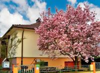 Appartement charmant à Jebsheim avec terrasse et jardin - B&B Jebsheim