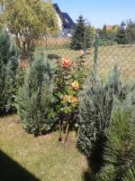 Domki Letniskowe Jadwiga - Bed and Breakfast Puck