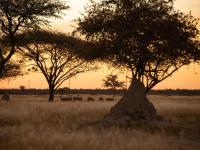 Fiume Lodge CC - B&B Grootfontein