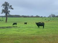 Lucky Charm Cottage - Bed and Breakfast Manjimup
