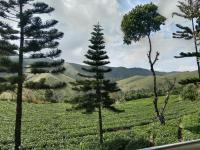 Pine Trees Gold - B&B