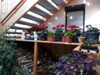 Apartchalet Sisi- including Saalfelden Leogang Card - B&B Saalfelden am Steinernen Meer
