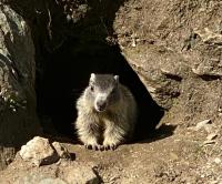 Murmeltier-Stube - B&B Zell am See