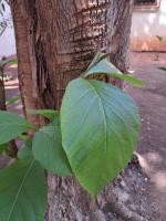 Au Bel Air - B&B Ouidah