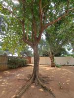 Au Bel Air - B&B Ouidah