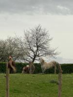 Countryhouse Zuid-Limburg - B&B Nuth