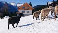 Landhaus Knödl-Alm - B&B Mitterndorf im Steirischen Salzkammergut