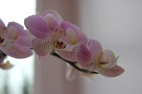 Deluxe Kamer met Kingsize Bed