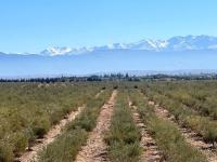Villa in an Organic Olive Farm - B&B Sidi Bel Kheir