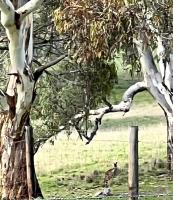 Cyan Farm - Ferienwohnung Mount Torrens