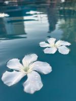 Le l'islois- Park&Piscine - B&B