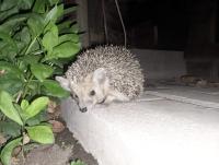 Гостевой Дом В Гостях на Иссык-Куле - B&B Cholpon-Ata