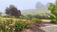 Vista Vine Cottage - B&B San Miguel