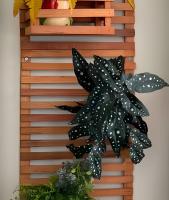 Chic retrô no Flamengo - B&B Rio de Janeiro