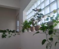 Apartman Anea - B&B Vinišće