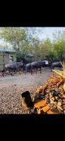 Shiringa kruger lodge - B&B
