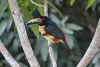 Nature Resort - B&B Bermudian Landing