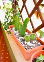 Euforbia House - Bed and Breakfast