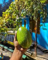 The Missinɠ Peace - B&B Shiāna Gaura