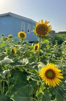 Anastasia Beach Cottage POMELIA - B&B Fontane Bianche