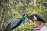 Ema homestay - B&B Dambulla