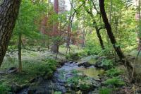 Charming cabin with private creek - Bed and Breakfast