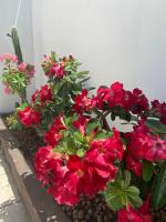 Cazazu Casa ideal para descanso e bem estar - B&B Aracaju