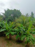 Palm Grove lodge,Busua - Chambres d’hôtes Busua