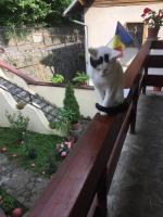 Vila Aosta 21 - Bed and Breakfast Sinaia