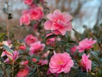 Pandia Cottage - Ferienwohnung Bodmin