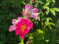 Pandia Cottage - Ferienwohnung Bodmin