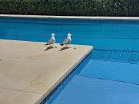 Balcón sobre el Mar terraza vistas 1 línea playa - Ferienwohnung Fuengirola
