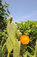 Molet apartments Koper - B&B Capodistria